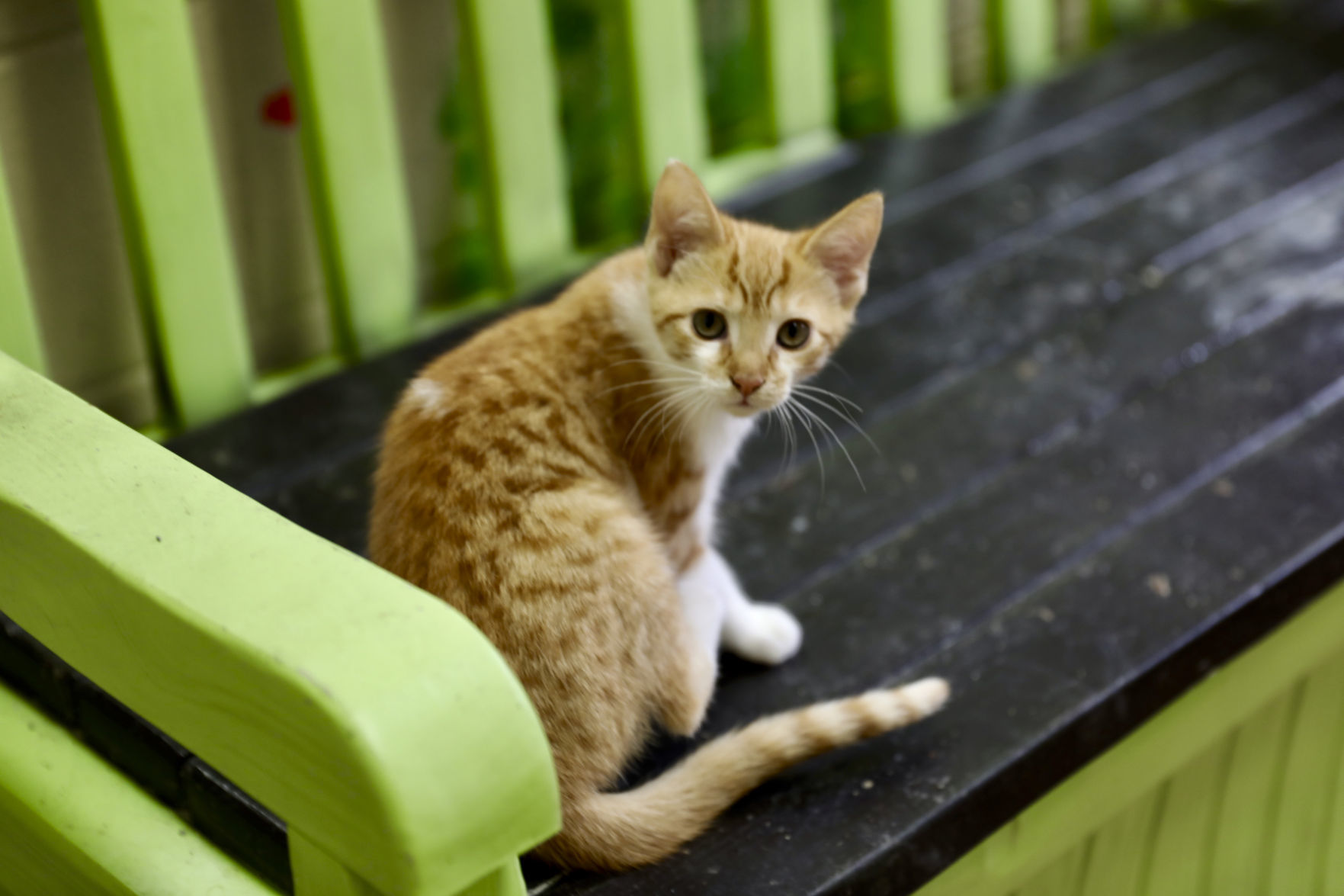 Orangeburg County Animal Shelter